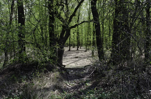 Красивый Вид Ворота Высоких Деревьев Лесу — стоковое фото