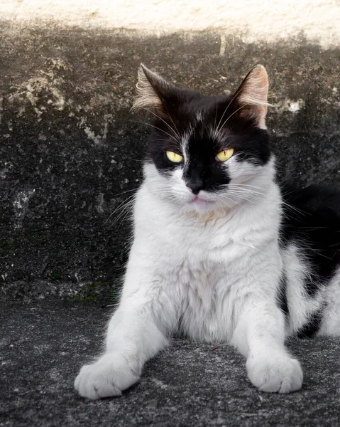 Vacker Bild Söt Svart Och Vit Katt — Stockfoto