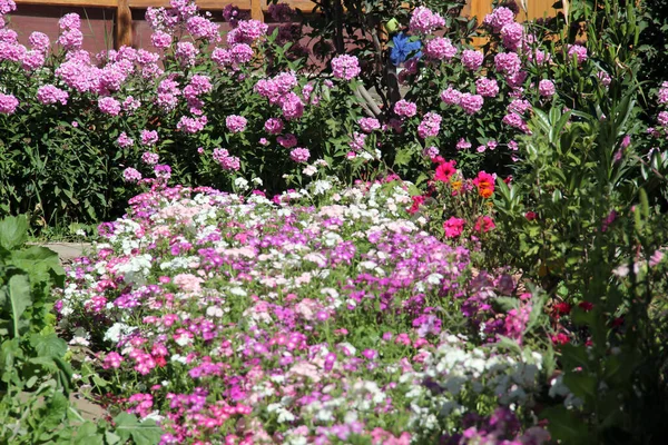 Мягкий Фокус Красочных Цветов Годеции Цветущих Саду — стоковое фото