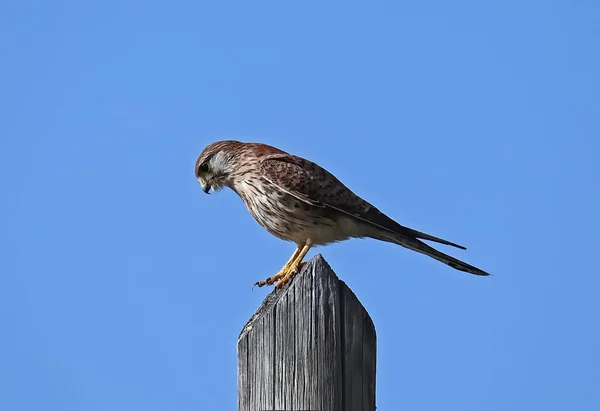 Closeup Shot Common Kestrel Perching Post Clear Blue Sky — Stock Photo, Image
