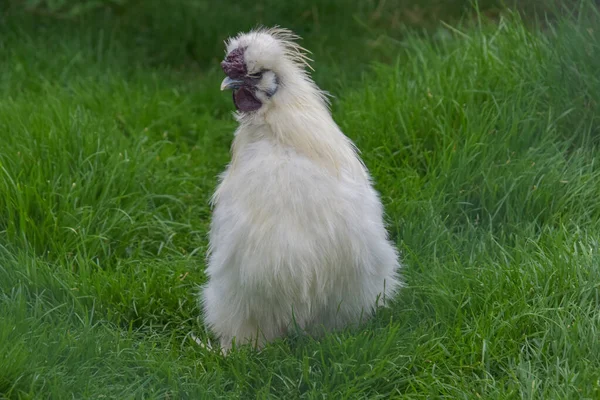 Pollo Polonia Morbido Con Una Cresta Bianca Erba Verde — Foto Stock