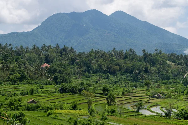 Природний Вигляд Рисових Полів Зелень Балі Індонезія — стокове фото