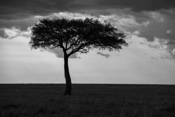 Сірий Знімок Самотнього Дерева — стокове фото