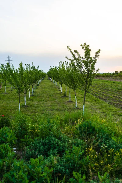 Junger Apfelgarten Auf Dem Land Landwirtschaftskonzept — Stockfoto