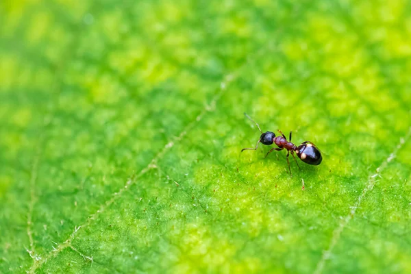 Karınca Dolichoderus Kuadripunctatus Baharda Yeşil Bir Yaprağın Üzerinde Yürüyor — Stok fotoğraf