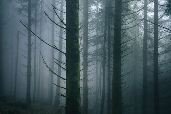 Přízračná Scenérie Stromů Lese Pokrytých Mlhou — Stock fotografie