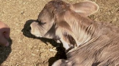 Elle okşanan buzağı mutlu ve mutlu görünüyor.