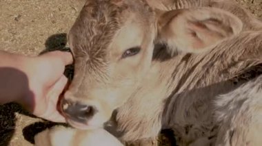 Elle okşanan buzağı mutlu ve mutlu görünüyor.