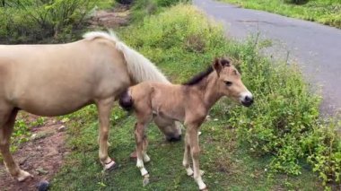 Bir anne ve bebek atlar.
