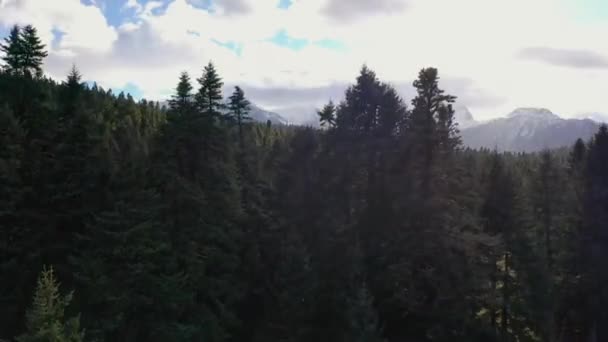 Strzał Drona Ogromnego Lasu Przeciwko Górom — Wideo stockowe
