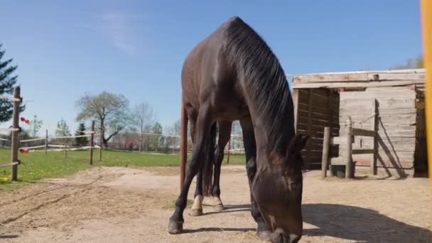 オランダのドレンテの青い空の下で地面に影と農場で晴れた日の放牧で茶色のサラブレッド馬のクローズアップショット — ストック動画