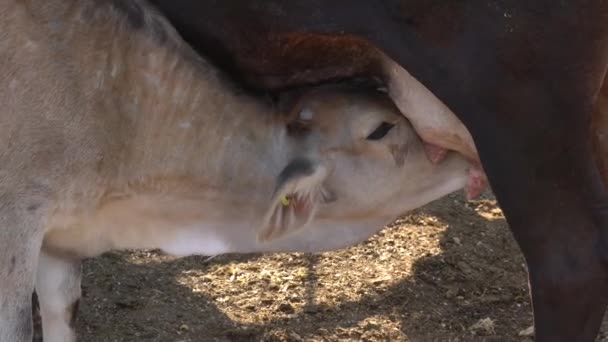 母親の農村の概念からの子牛の給餌 — ストック動画