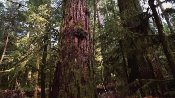 Der Blick Auf Einen Alten Baum Cathedral Grove Park Vancouver — Stockvideo