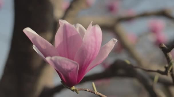 Zbliżenie Chińskiego Kwiatu Magnolii Rozmytym Tle — Wideo stockowe