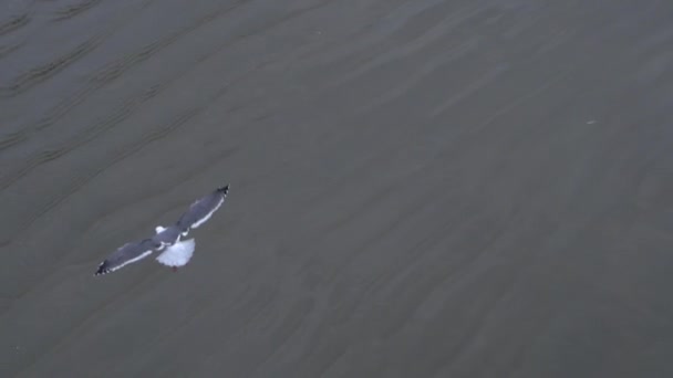 Nagranie Lądowania Mewy Mokrej Piaszczystej Powierzchni — Wideo stockowe