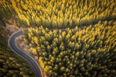 Kozalaklı ağaçlarla çevrili bir yolda hava manzarası