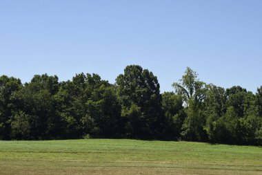 Ağaçları olan boş bir çim tarlası ve arka planda açık bir gökyüzü.