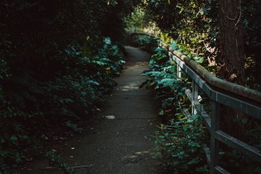 Koyu yeşil bitkiler ve güneş ışığında ağaçlar arasındaki tırabzan manzaralı bir patika.