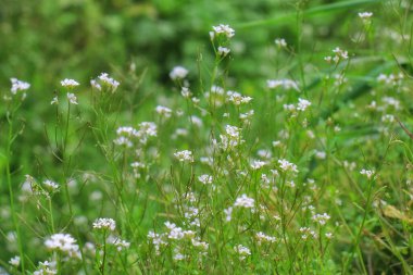 Küçük beyaz bir çayır çiçeğinin güzel bir görüntüsü.