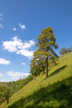 Bir tarlada büyüyen ağaçların dikey görüntüsü..