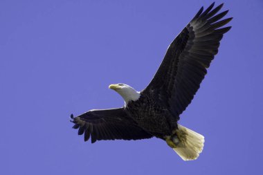 Mavi gökyüzünde uçan kel bir kartal