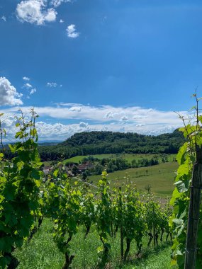 Bulutlu gökyüzünün altındaki yeşil bir alanda bir üzüm bağının dikey görüntüsü.