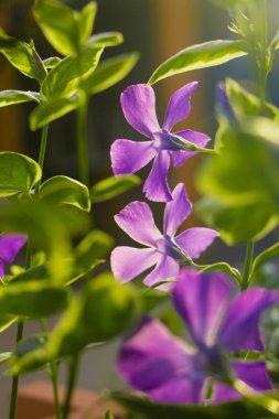 Catharanthus Roseus 'un dikey yakın çekimi, genellikle parlak gözler olarak bilinir, Cape Menekşe Burnu.