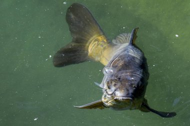 Suyun yüzeyindeki bir sazan balığının yakın çekim görüntüsü.