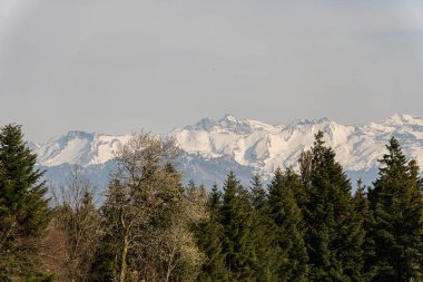 Arkasında güzel karlı İsviçre dağları olan bir orman.