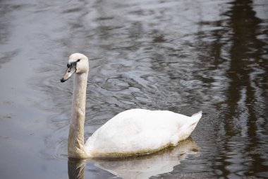 Gölde yüzen beyaz bir kuğunun yakın çekimi.