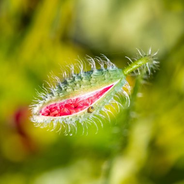 Baharda gelincik tomurcuğunda küçük yeşil bir örümcek