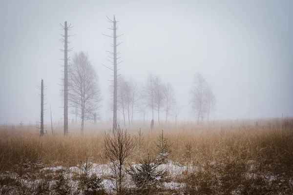 Peisaj Natural Unui Câmp Iarbă Uscată Acoperită Zăpadă Ușoară Ceață — Fotografie, imagine de stoc