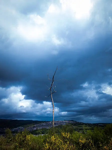 劇的な空を背景にした美しい木の垂直ショット — ストック写真