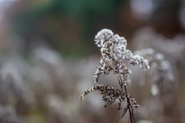 Zbliżenie Strzał Goldenrod Kwiaty Nasiona Głowy Bokeh Tle — Zdjęcie stockowe