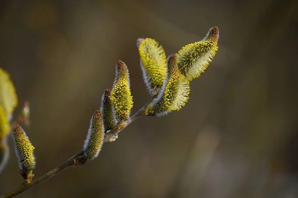 Selective Focus Shot Green Pussy Willows — Stockfoto