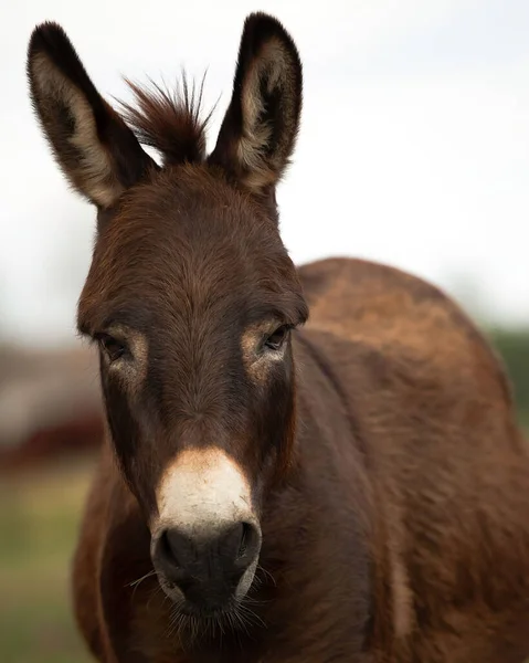 Retrato Burro Doméstico Marrón Sobre Fondo Campo — Foto de Stock