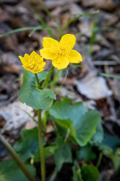 Gros Plan Vertical Caltha Palustris Connu Sous Nom Souci Des — Photo