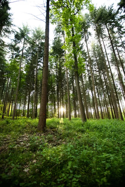 Een Verticaal Schot Van Vele Hoge Bomen Groeiend Een Woud — Stockfoto