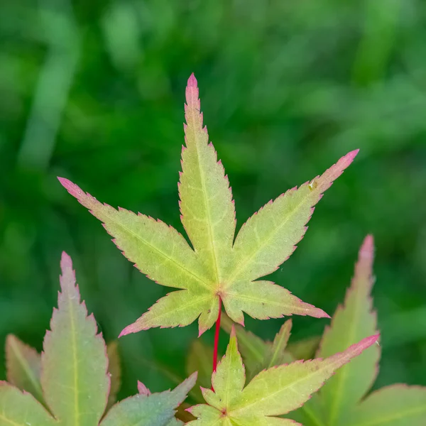 Hoja Arce Japonés Primavera Macro Jardín —  Fotos de Stock