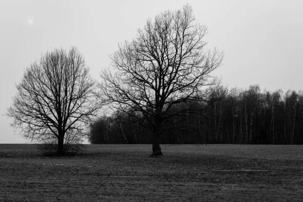 Grayscale Záběr Krajiny Temného Lesa Moskevském Regionu Rusko — Stock fotografie