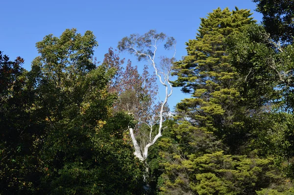 Stromy Proti Modré Obloze Blackheath Austrálii — Stock fotografie