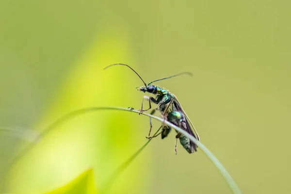 Swollen Thighed Beetle Oedemera Nobilis Insect Green Background — Stock Photo, Image