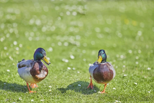 Tiro Seletivo Foco Dos Mallards Que Andam Grama — Fotografia de Stock