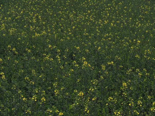 Поле Канола Весной Начинает Цвести Желтым Цветом — стоковое фото