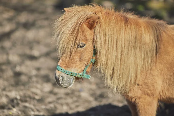 Gros Plan Une Tête Cheval Haflinger Brun — Photo