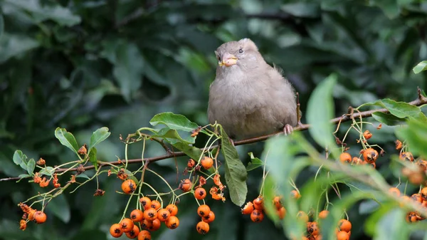 Foco Poco Profundo Pájaro Gris Los Gorriones Verdaderos Que Sienta —  Fotos de Stock