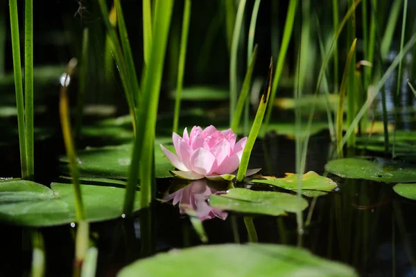Closeup Delicate Pink Lotus Nelumbo Blooming Pond — Stock Photo, Image