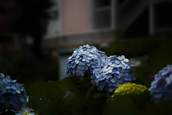 Primer Plano Hortensias Francesas Azules Sobre Fondo Borroso —  Fotos de Stock