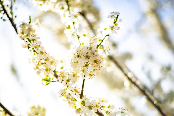 Крупный План Весенними Сливовыми Цветами Белые Цветы Желтого Чернослива Церазиферы — стоковое фото