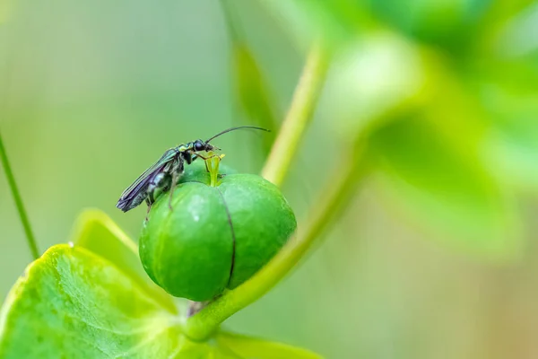 Swollen Thighed Beetle Oedemera Nobilis Insect Green Background — Stock Photo, Image